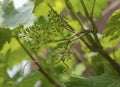 Wine grapes forming after polination Royalty Free Stock Photo