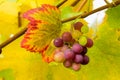 Wine Grapes on Grapevine Closeup