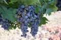 Wine grapes growing in Napa Valley California Royalty Free Stock Photo