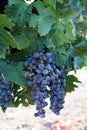 Wine grapes growing in Napa Valley California Royalty Free Stock Photo