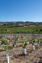 Wine grapes growing in Napa Valley California Royalty Free Stock Photo