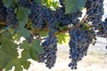 Wine grapes growing in Napa Valley California Royalty Free Stock Photo