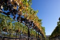 Wine grapes growing in Napa Valley California Royalty Free Stock Photo