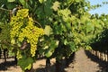 Wine grapes growing on a vine in field