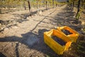 Wine Grapes In Harvest Bins One Fall Morning Royalty Free Stock Photo