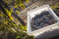 Wine Grapes In Harvest Bins One Fall Morning Royalty Free Stock Photo