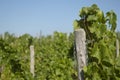 Wine grapes in harvest season