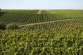 Wine grapes in harvest season