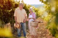 Wine and grapes. Harvesting grapes. couple in vineyard celebrating harvesting grapes Royalty Free Stock Photo