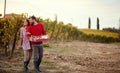 Wine and grapes. Harvesting grapes. Smiling man and woman harvesting grapes Royalty Free Stock Photo