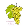 Wine grapes illustration