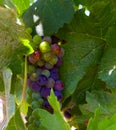 Wine Grapes in Napa Vineyard Royalty Free Stock Photo