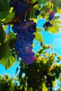 Wine grapes Royalty Free Stock Photo