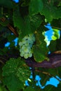 Wine grapes Royalty Free Stock Photo