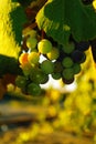 Wine grapes Royalty Free Stock Photo