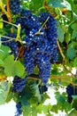 Wine grapes Royalty Free Stock Photo