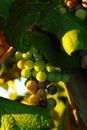 Wine grapes Royalty Free Stock Photo