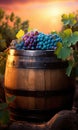 Wine Grapes Ready for Harvest. wine barrel. vibrant sunset.