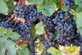 Wine grapes growing in Napa Valley California Royalty Free Stock Photo