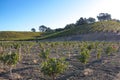 Wine grapes growing in Napa Valley California Royalty Free Stock Photo