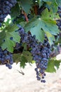 Wine grapes growing in Napa Valley California Royalty Free Stock Photo