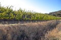 Wine grapes growing in Napa Valley California Royalty Free Stock Photo