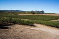 Wine grapes growing in Napa Valley California Royalty Free Stock Photo