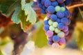 Wine Grapes Ripening