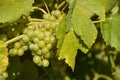 wine grapes Royalty Free Stock Photo