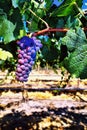 Wine grapes ripening on the vine in the Lower Yakima Valley