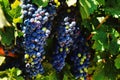 Wine grapes ripening on the vine in the Lower Yakima Valley