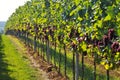 Wine grapes rows Royalty Free Stock Photo