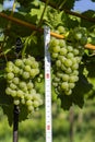wine Grapes with ruler, Hibernal, Southern Moravia, Czech Republic