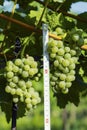 wine Grapes with ruler, Hibernal, Southern Moravia, Czech Republic