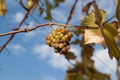 Wine grapes shrivel on vine