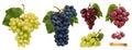 Wine grapes, table grapes. Fresh fruit, 3d realistic vector set