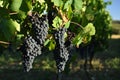 Wine Grapes, Tuscany, Italy