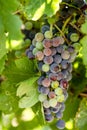 Wine grapes in veraison stage on vine