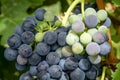 Wine grapes in veraison stage on vine