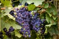 Wine grapes in veraison stage on vine