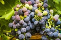 Wine grapes in veraison stage on vine