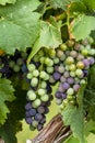 Wine grapes in veraison stage on vine