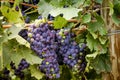 Wine grapes in veraison stage on vine