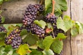 Wine Grapes on the Vine Ready for Harvest