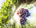 Wine grapes on the vine in the sunlights. Royalty Free Stock Photo