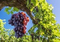 Wine grapes on the vine. Royalty Free Stock Photo