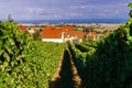 Wine grapes vineyard at sunset, autumn in France Royalty Free Stock Photo