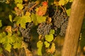 Wine grapes Royalty Free Stock Photo
