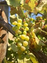 Wine Grapes in Washington State