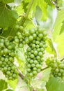 Wine Grapes_Wine_Leaves Royalty Free Stock Photo